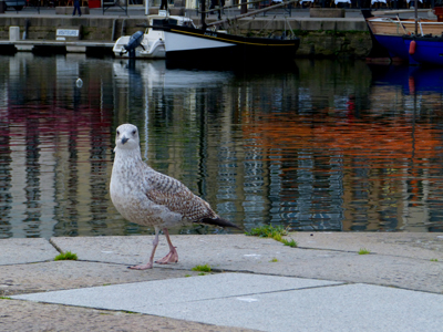 walk to the harbor