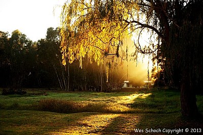 Willow Tree Sunrise