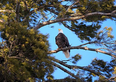 Bald Eagle