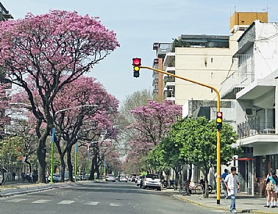 Lapachos & Traffic Lights