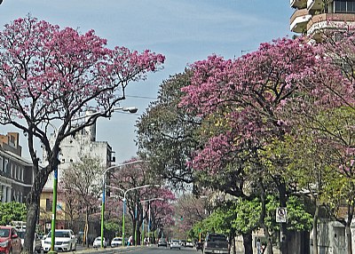 Cars & Lapachos