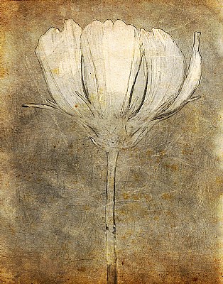 "paper" flower