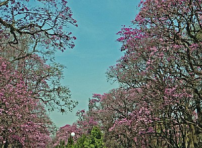 Avenue of  Lapachos