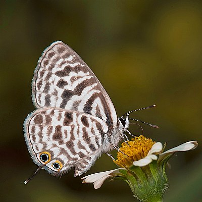 Feeding butterfly