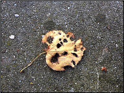 fallen leaf