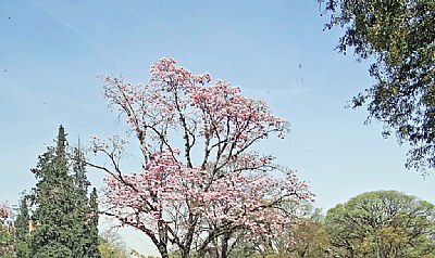 Pink Lapacho