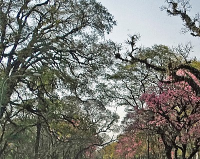 Trees & Lapachos