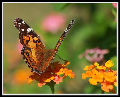 Monarch Butterfly