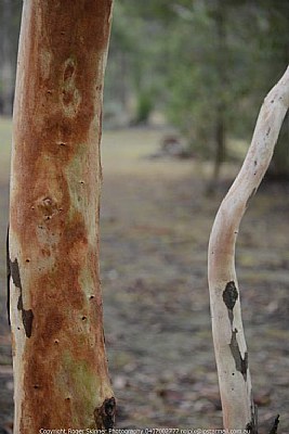 E salmonophloia In Rain