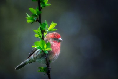 House Finch