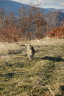 Cat Walk