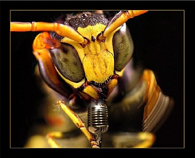 DJ "WASP"