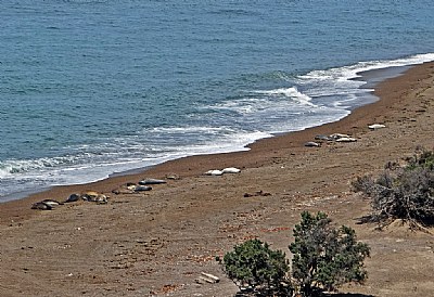 Sea Elephant at Rest