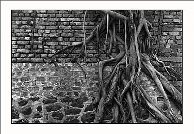 Tree & Wall