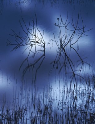 Branches in blue pond