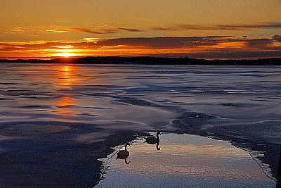 Sunrise Swans