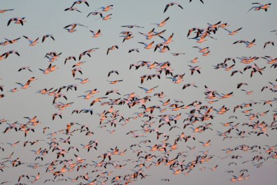 Snow Geese