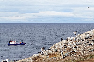 Boat, Birds & Penguins