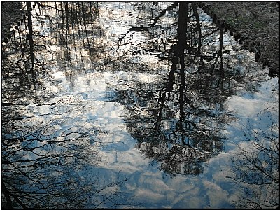 water tree