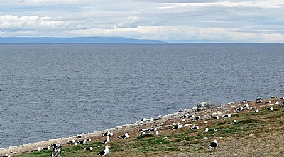 Seagulls & Sea