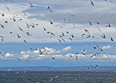 Seagulls & Sky