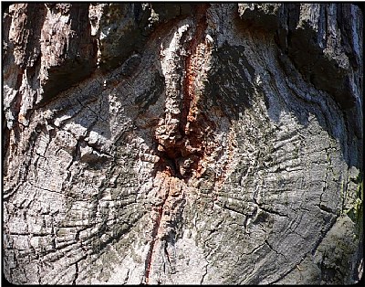 traget tree