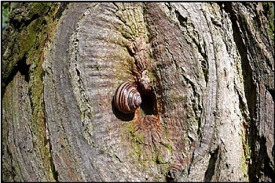 snailhole tree