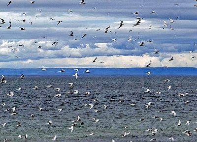 Seagulls & Sea