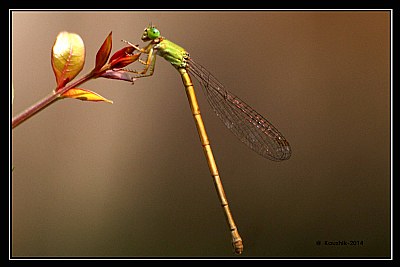The Dragon Fly