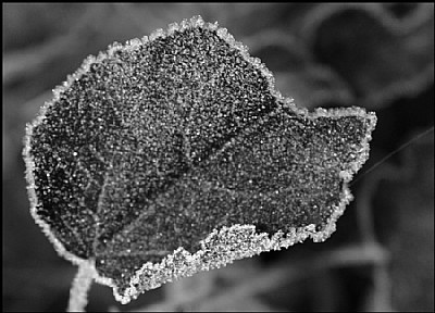 a frozen leave