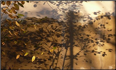 shadow branches