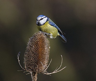 Blue Tit Feeding