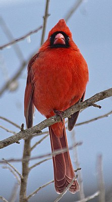 Male Cardinal