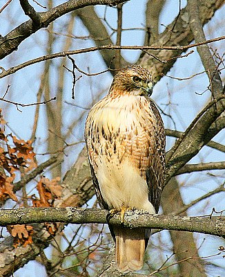 Red Tail Hawk