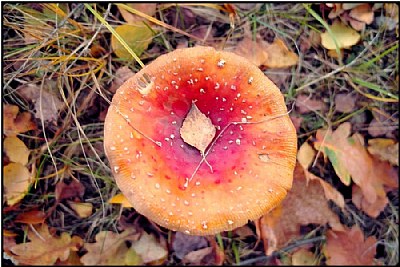mushroom still