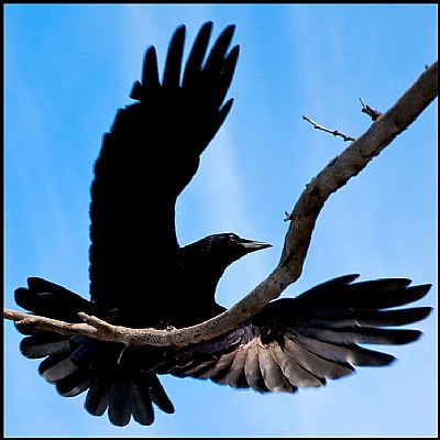 Cuervo T. Crow