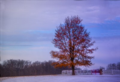 Winter Tree