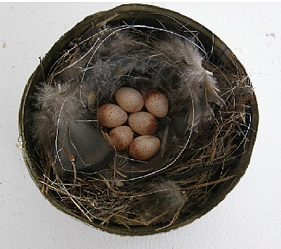 Trongloydes Nest