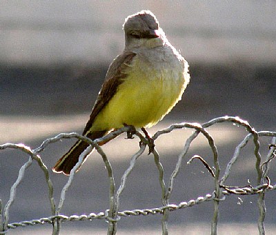 Kingbird