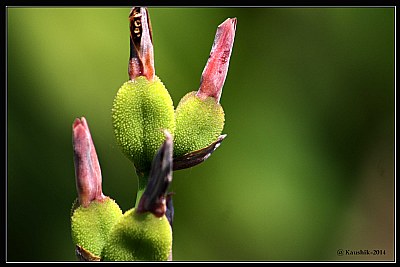 After Flowering -2