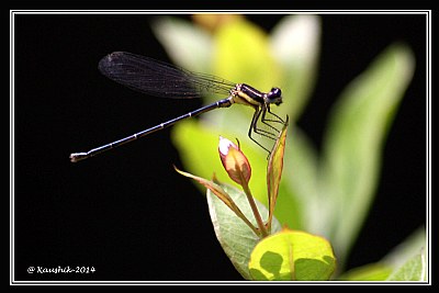 Dragon Fly -2