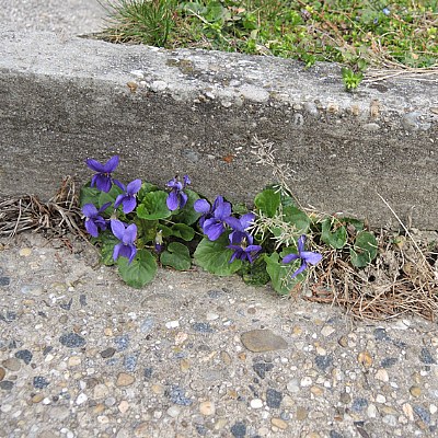 violets