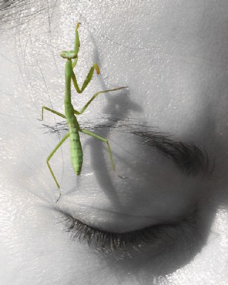 Mantis