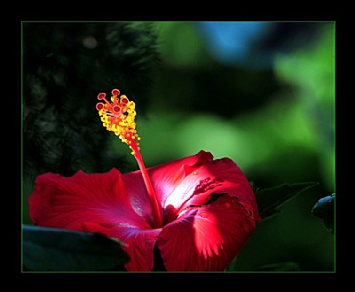  Hibiscus