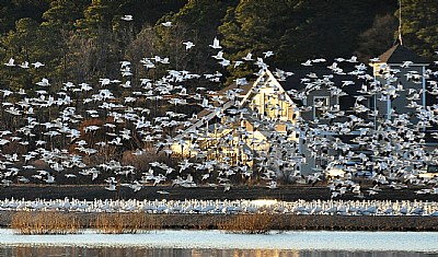 Snowgeese