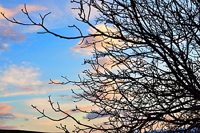 Bare branches at sunset