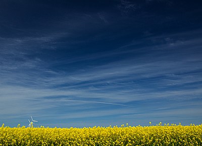 Mustard and sky