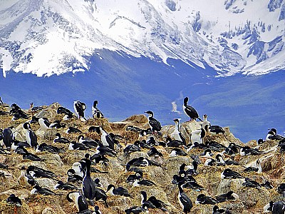 Wild Life & Distant Snow