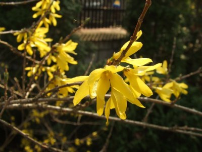 Fresh forsythia blossom