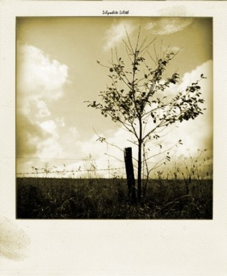 tree of hope